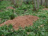 220px-Spoil_heaps_at_Badger_sett.jpg
